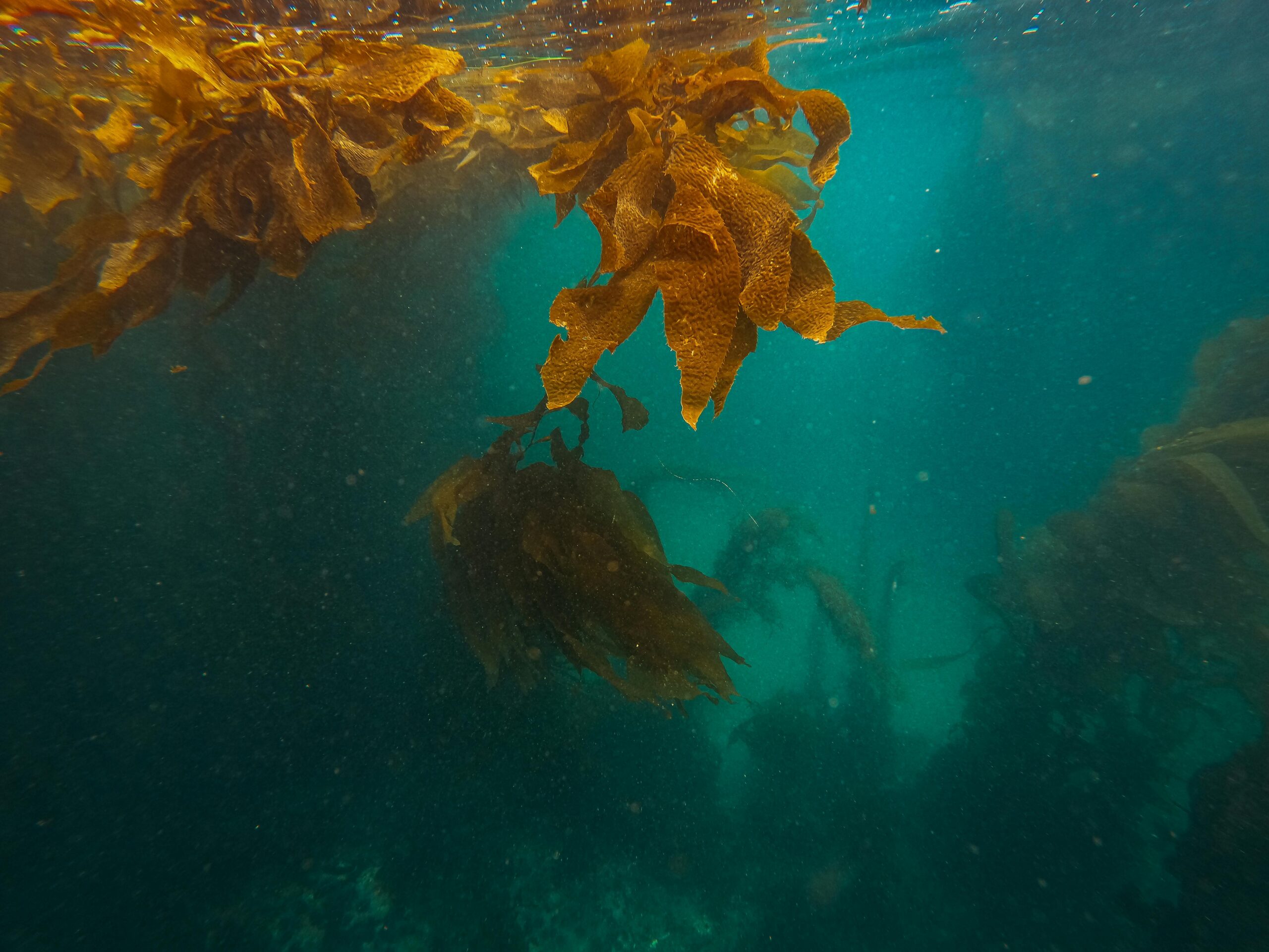 seaweed is high in magnesium content